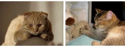 Cat mancsok magát Cat mancsok magát