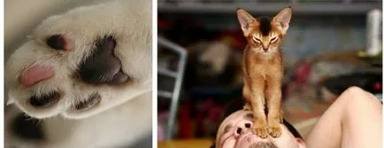 Cat mancsok magát Cat mancsok magát