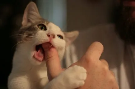 Cat mancsok magát Cat mancsok magát