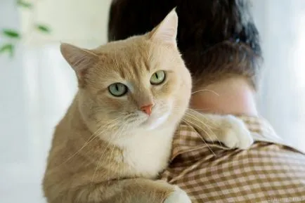 Cat mancsok magát Cat mancsok magát