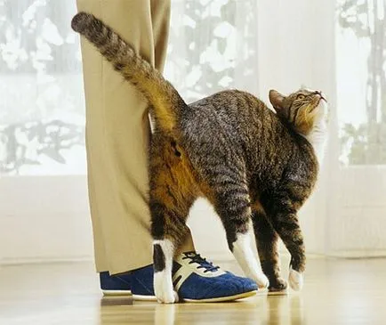 Cat mancsok magát Cat mancsok magát