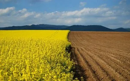 Mezőgazdasági földterület építési házak