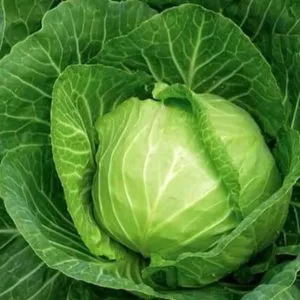 Agrotehnika növekvő fokhagyma