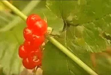 Hogyan lehet növelni a progeszteron