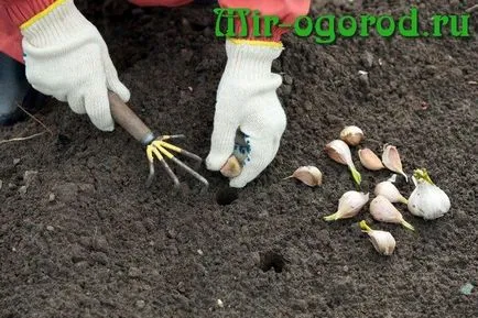 Agrotehnika növekvő fokhagyma Agrotehnika növekvő fokhagyma