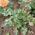 Solanum ápolási otthon