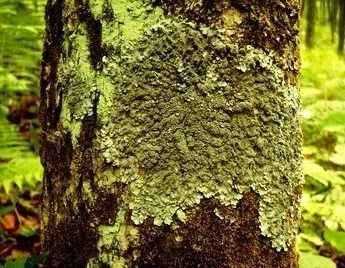 Ciprus illatú,