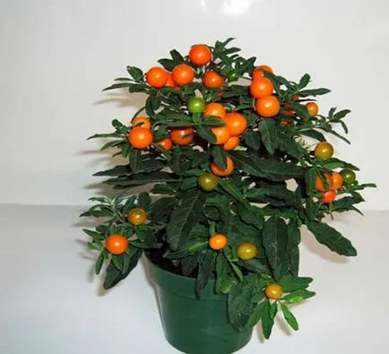 Solanum ápolási otthon