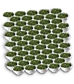 nutribullet