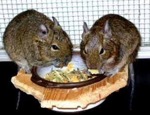 degu