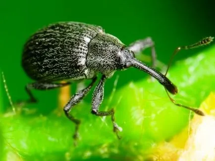 Weevil hogyan kell harcolni Weevil hogyan kell harcolni