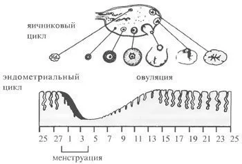 Mi endometrium szekréciós fázisban