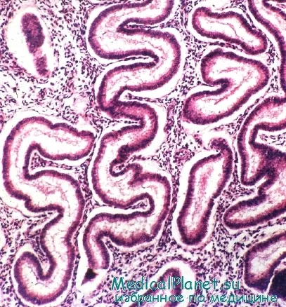 Mi endometrium szekréciós fázisban