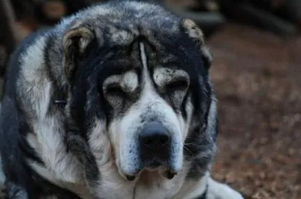 molosszus Dogs