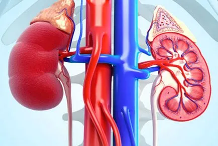 glomerulonephritis meg glomerulonephritis meg