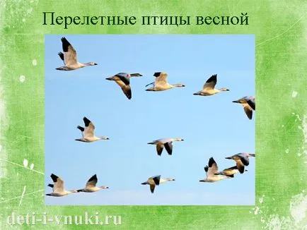 Cikkek macskák