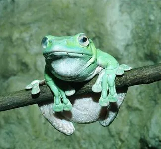 Frog, mint egy férfi Frog, mint egy férfi