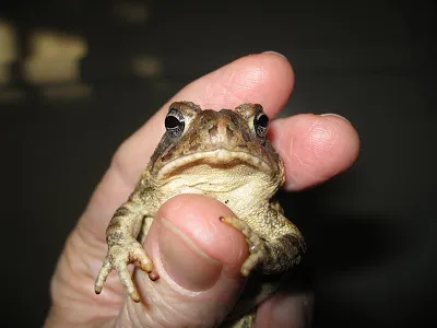Frog, mint egy férfi Frog, mint egy férfi