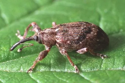 Weevil hogyan kell harcolni Weevil hogyan kell harcolni