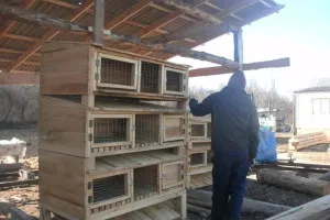 Nyúl hutches kezüket rajz