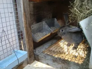 Nyúl hutches kezüket rajz