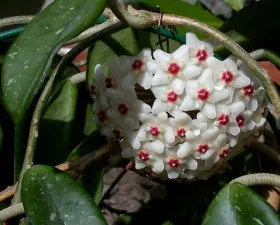 Hoya őket virágzás Hoya őket virágzás