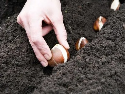Hogyan növény tulipán tavasszal