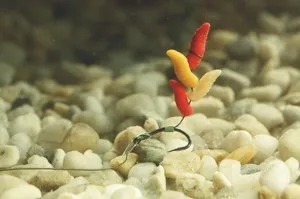 Mi tárolni kukacok Mi tárolni kukacok