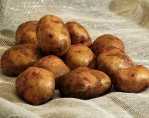 Hogyan kell tárolni a burgonya Hogyan kell tárolni a burgonya