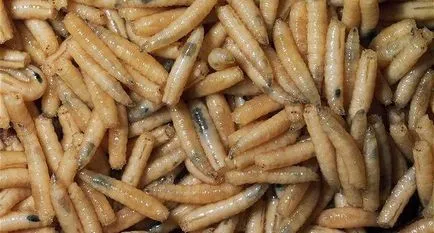 Mi tárolni kukacok