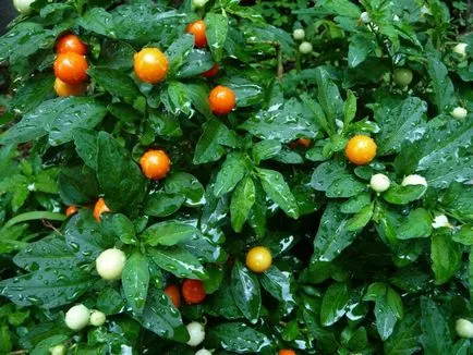 Solanum ápolási otthon