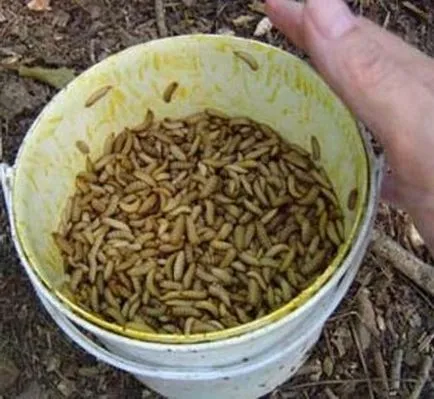 Mi tárolni kukacok
