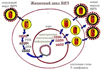 Hogy, hogy nem kap az AIDS Hogy, hogy nem kap az AIDS