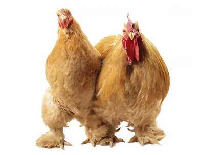Mi a takarmány a csibék élete első napjaiban