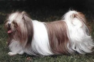 kutyafajta shih tzu kutyafajta shih tzu