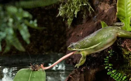 Frog, mint egy férfi