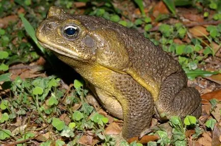Frog, mint egy férfi