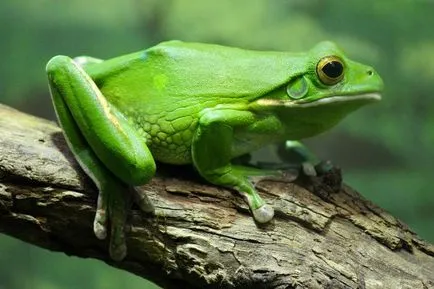 Frog, mint egy férfi