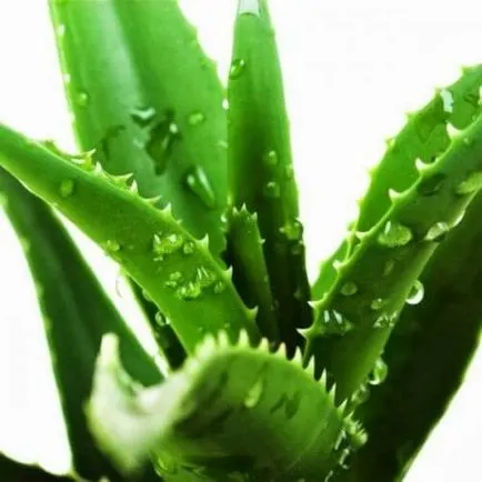 Torokfájás kezelésére torok Torokfájás kezelésére torok
