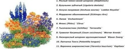 mixborder rendszer évelők mixborder rendszer évelők