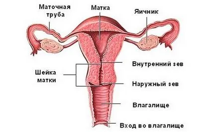Hogyan kell nézni a méh Hogyan kell nézni a méh