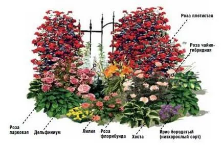 mixborder rendszer évelők mixborder rendszer évelők