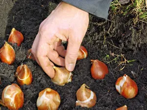 Hogyan növény tulipánok tavasszal