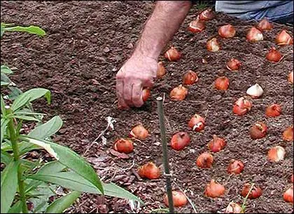 Hogyan növény tulipánok tavasszal Hogyan növény tulipánok tavasszal