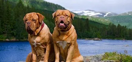 molosszus Dogs molosszus Dogs