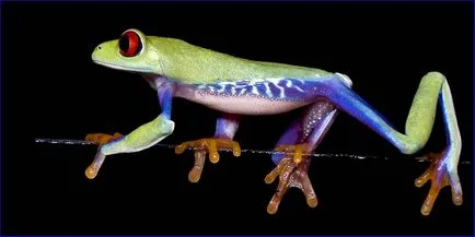 Frog, mint egy férfi Frog, mint egy férfi
