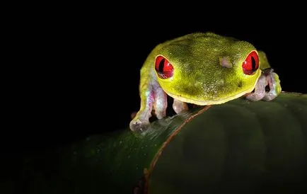 Frog, mint egy férfi Frog, mint egy férfi
