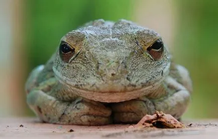 Frog, mint egy férfi Frog, mint egy férfi