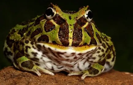 Frog, mint egy férfi Frog, mint egy férfi