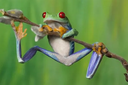 Frog, mint egy férfi Frog, mint egy férfi